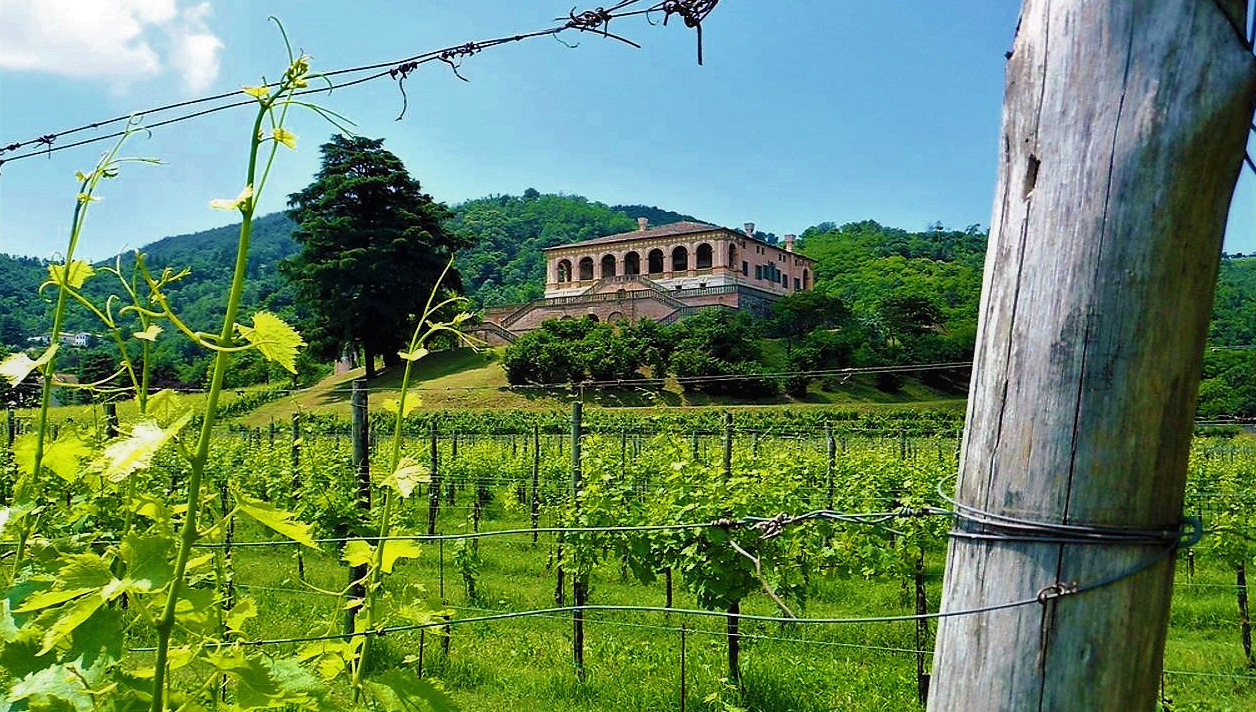 Villa_Vescovi