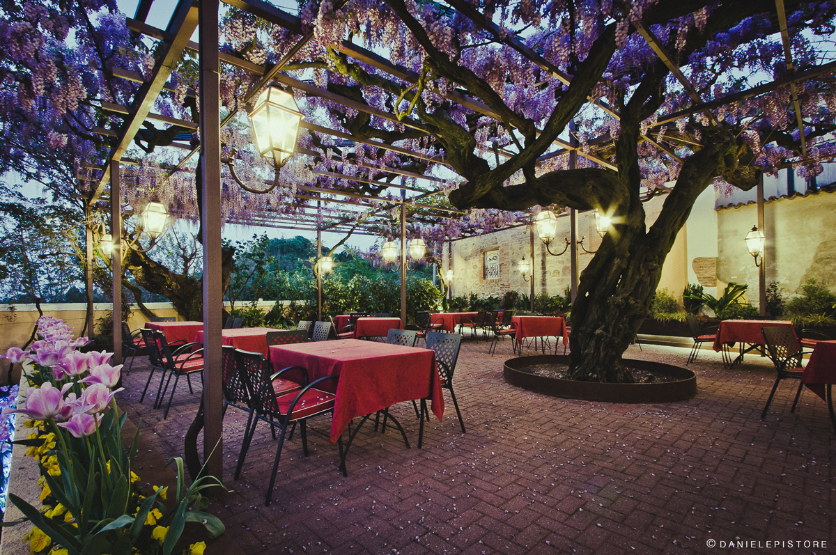 Il Glicine centenario dell'Antica Trattoria Ballotta a Torreglia